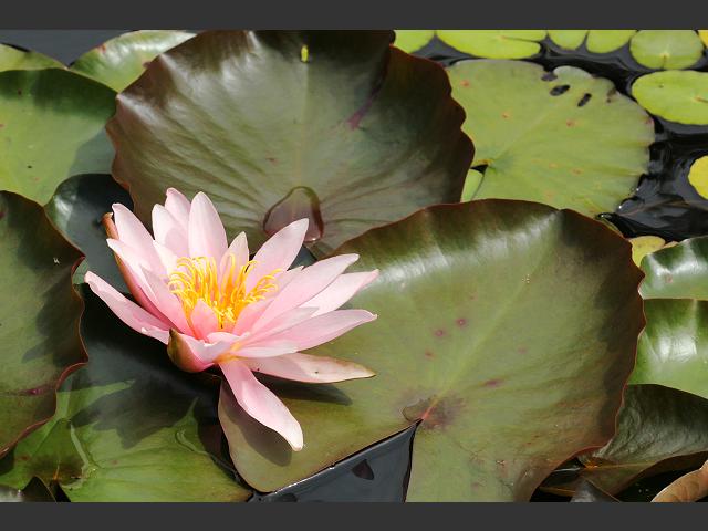 Nymphaea Garden Hybrid Water Lily or Lilies Water Lily Images